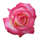 Rose Tea icon